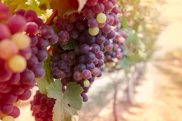 Présentation de votre vignoble - Crézancy-en-Sancerre - SCEA JEAN MORIN